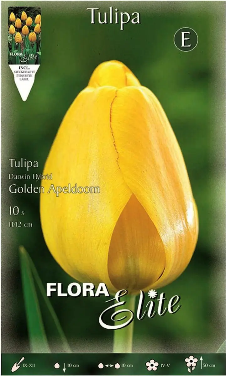 Golden Apeldoorn Βολβoί Τουλίπας 10τμχ