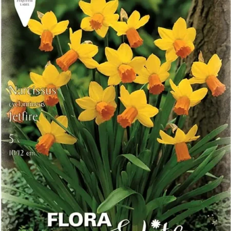 Gemma Jetfire Βολβoί Νάρκισσου 5τμχ