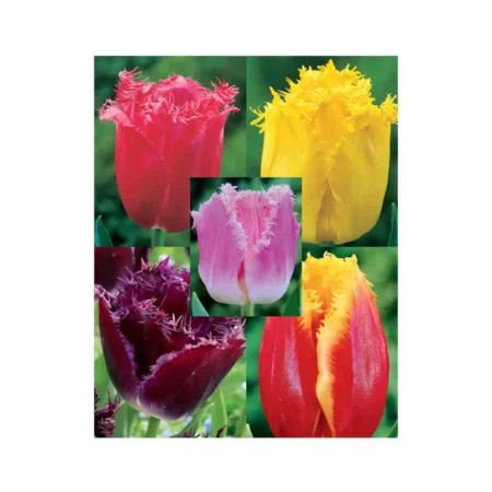 Crispa Βολβός Τουλίπας Μπορντώ