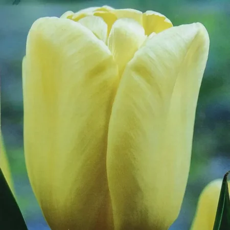 Single Late Βολβός Τουλίπας Κίτρινος