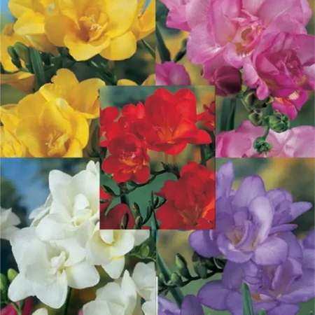 Gemma Διπλές Βολβός Φρέζιας 5 τεμάχια ένα από κάθε χρώμα