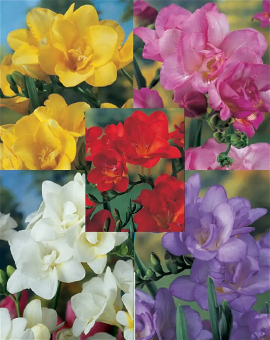 Gemma Διπλές Βολβός Φρέζιας 5 τεμάχια ένα από κάθε χρώμα