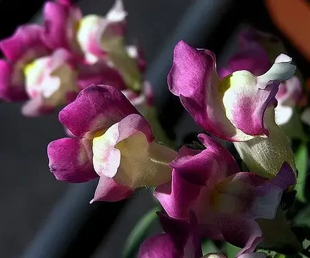 Σκυλάκι Γίγας Μείγμα Σπόροι