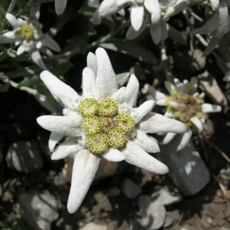 Εντελβάις Σπόροι  0,05γρ