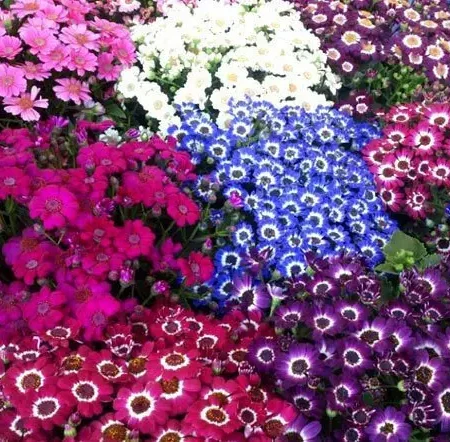 Σινεράρια Ανάμικτα Χρώματα Σπόροι - 0,1γρ. Σπόρων