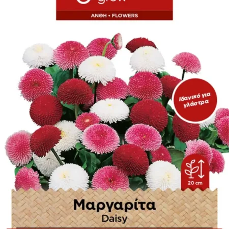 Gemma Pompon Σπόροι Μαργαρίτας