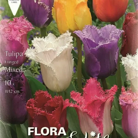 Fringed Σπόροι Τουλίπας 10τμχ