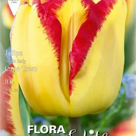 Cape Town 789052 Σπόροι Τουλίπας 10τμχ