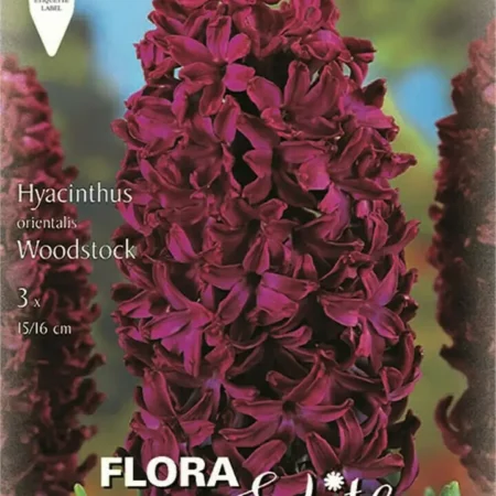 Gemma Σπόροι Ζουμπούλι 3τμχ