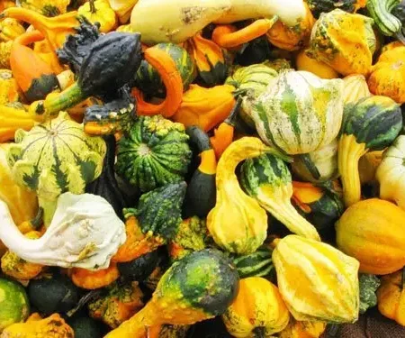 Gemma Μίγμα Σπόροι Κολοκυθιού 2gr