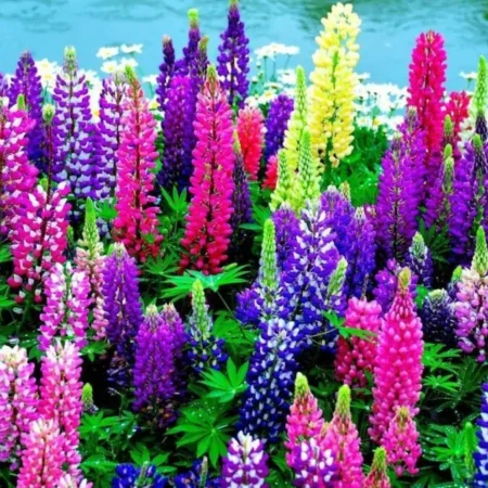 Gemma Μίγμα Σπόροι Λούπινο 0.8gr