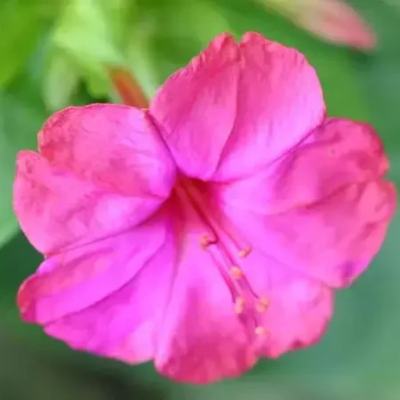 Gemma Μίγμα Σπόροι Νυχτολούλουδου 2gr