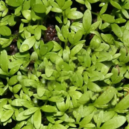 Gemma Σπόροι Κάρδαμου 5gr