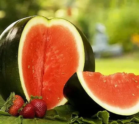 Gemma Σπόροι Καρπουζιού 2gr