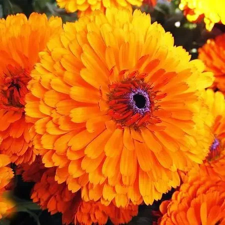 Gemma Σπόροι Κατηφές 0.8gr