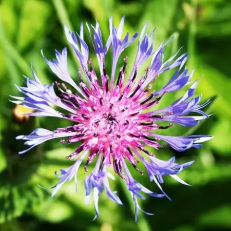 Gemma Σπόροι Κενταύριας 1.5gr