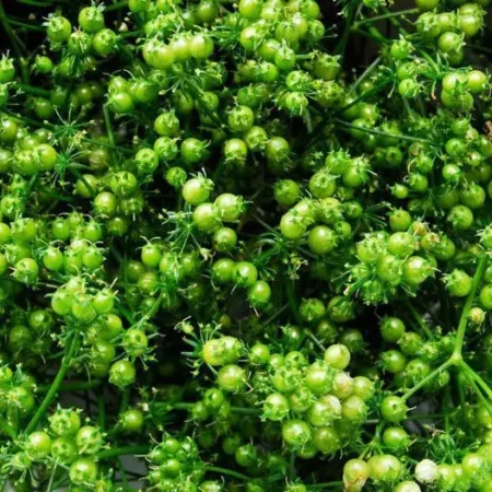 Gemma Σπόροι Κόλιανδρο 10gr