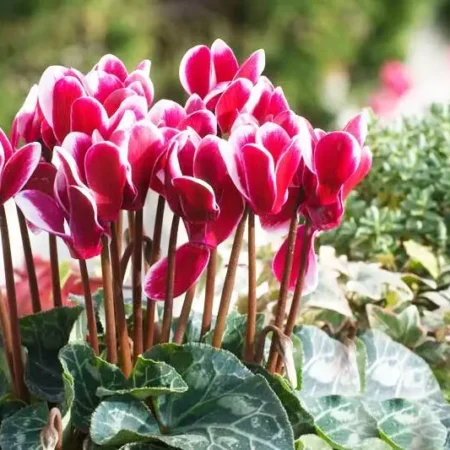 Gemma Σπόροι Κυκλάμινου 0.01gr