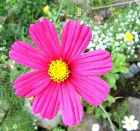 Gemma Σπόροι Μαργαρίτας 1gr