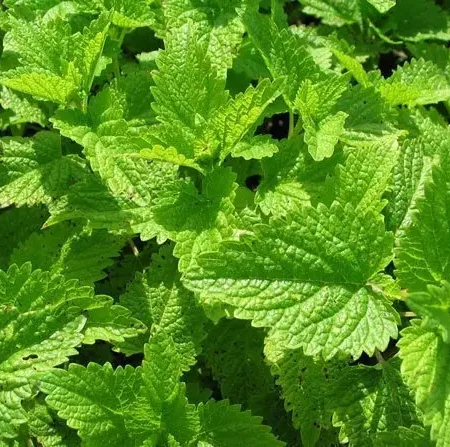 Gemma Σπόροι Μελισσόχορτο 0.3gr