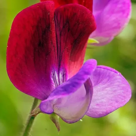 Gemma Σπόροι Μοσχομπίζελου 1.5gr