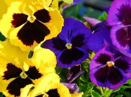 Gemma Σπόροι Πανσές 0.15gr