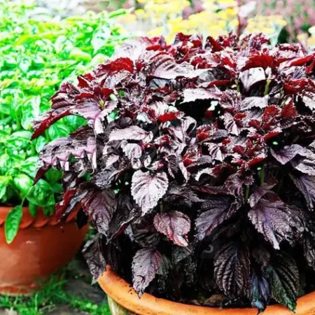 Gemma Σπόροι Βασιλικός 0.5gr