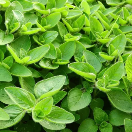 Gemma Σπόροι Ματζουράνας 0.4gr