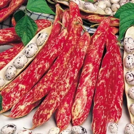 Gemma Σπόροι Φασολιού 60gr