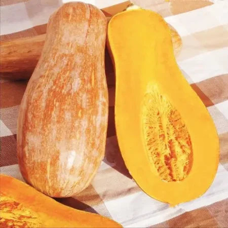 Gemma Σπόροι Κολοκυθιού 1.2gr