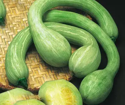 Gemma Σπόροι Κολοκυθιού 1gr