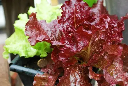 Gemma Σπόροι Μαρουλιού 3gr