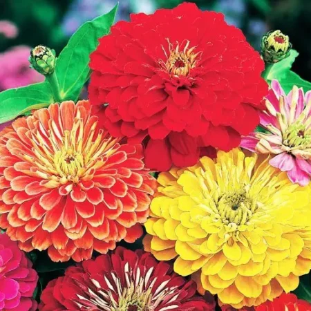 Gemma Σπόροι Ζίνια 0.9gr