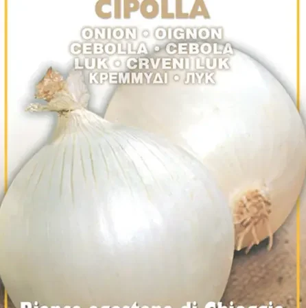 Gemma Allium Σπόροι Κρεμμυδιού 1gr Λευκό