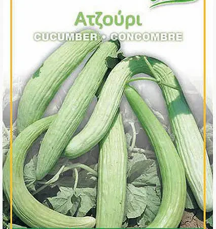 Gemma Σπόροι Ατζούρι