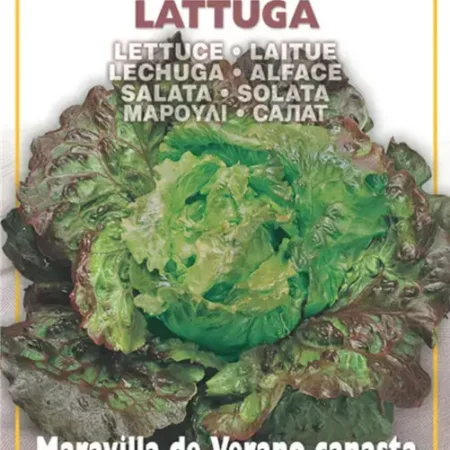 Gemma Μαρούλι Σαλάτα Long Life Raccolto 30 Ημερών 1,8g