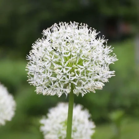 Άλλιουμ Mount Everest 1 Βολβός