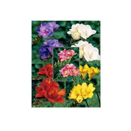 Φρέζια Διπλή Βολβός  Ροζ 1τμχ