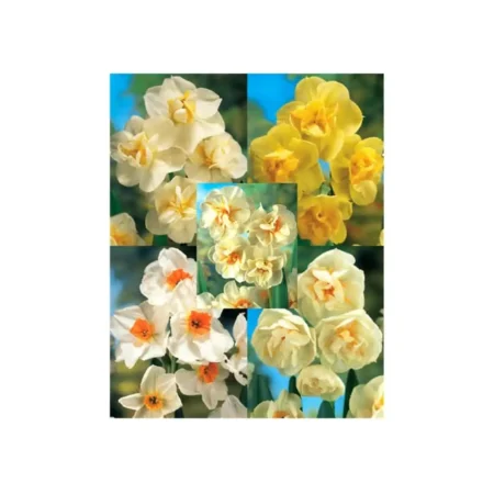 Νάρκισσος Special Αρωματικός Βολβός  Πορτοκαλί-κίτρινο 1 Τμχ