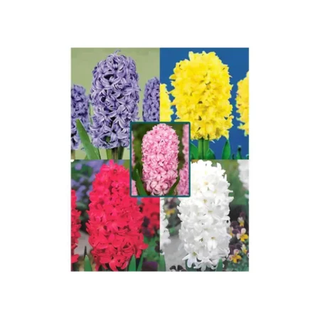 Ζουμπούλι Διπλό Βολβός  Μωβ 1τμχ