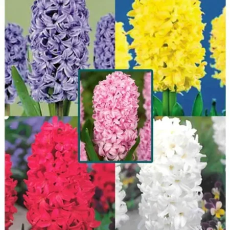 Ζουμπούλι Διπλό Βολβός Κίτρινο 1τμχ