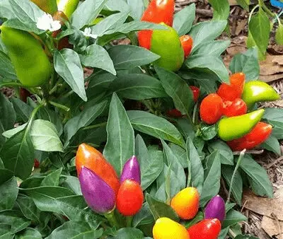 Σπόρος Πιπεριά Πολύχρωμη Καλλωπιστική