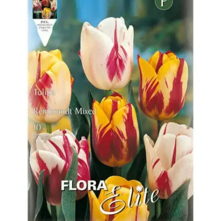 Βολβός Τουλίπας