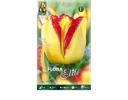 Τουλίπα Cape Town