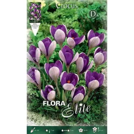 Κρόκος Vanguard