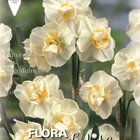 Ναρκισσος Sir Winston Churchill 5tem Gemma