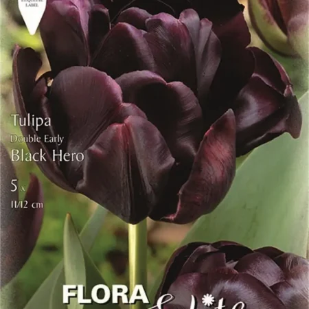 Τουλίπα Black Hero 1τμχ