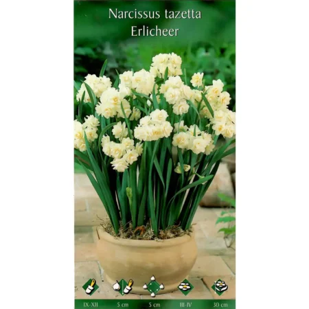 Βολβός Ζαμπάκι 1 Βολβος