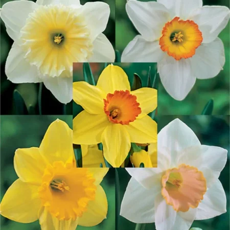 Gemma Βολβoί Νάρκισσου 5τμχ Κόκκινο