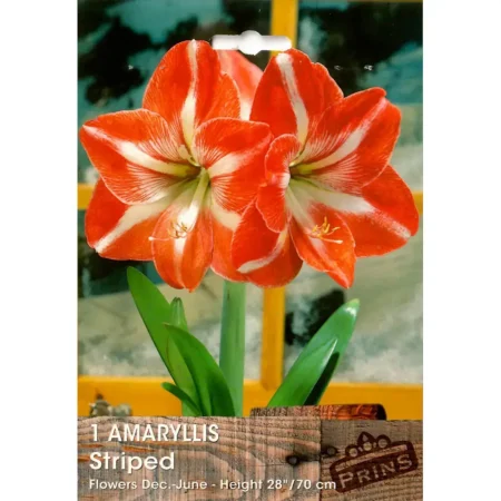 Gemma Σπόροι Αμαρυλλίδας